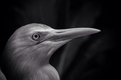 Close-up of egret