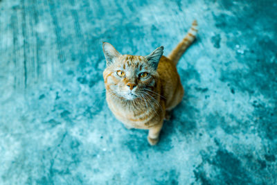 High angle view portrait of tabby cat against blue wall