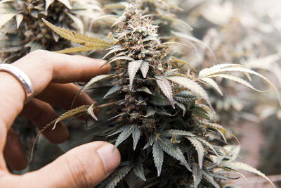 Close-up of hand holding  flower bud of marijuana.