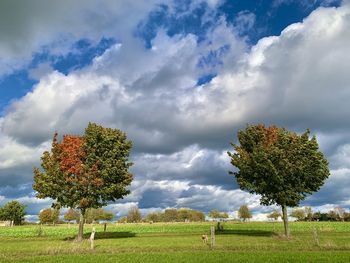 Tree on field against sky