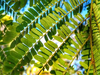 Close-up of fern leaves