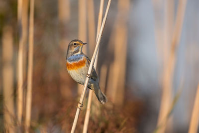 Close-up of bird perching on branch