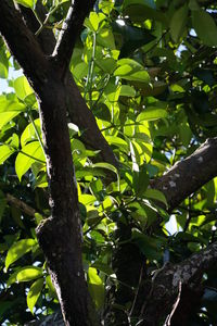 Low angle view of tree