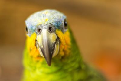 Close-up of yellow bird