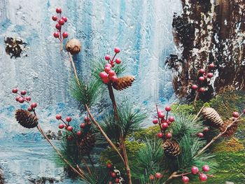 Close-up of plants against blurred water