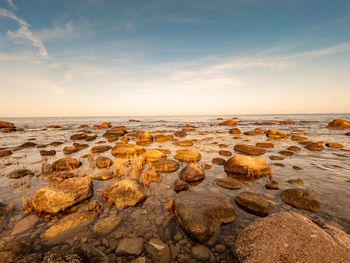 Evening ruegen island coast. stony beavh bellow chalk cliffs with stony coast. pirate bay in autum