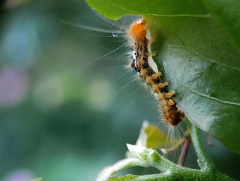 Close-up of insect on leaf