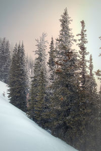 Pine trees in forest