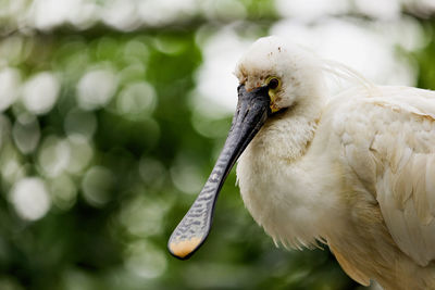 Close-up of a bird