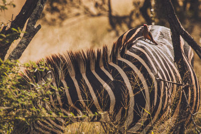 View of an animal on field