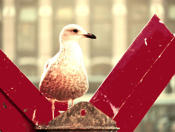 Close-up of bird perching on red outdoors