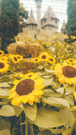 Close-up of yellow flowering plant