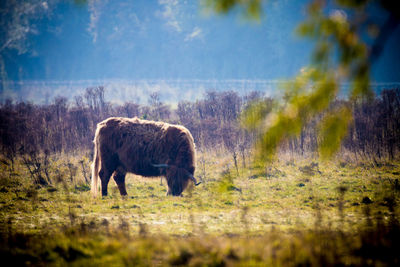 Sheep grazing on field