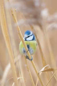 Close-up of bird perching on plant