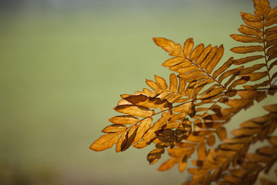 Close-up of plant against blurred background