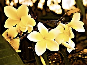 Close-up of white flowers