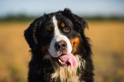 Close-up portrait of dog