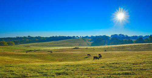 Scenic view of grassy field against sky