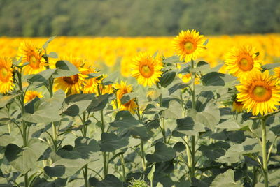 Close-up of fresh yellow flowers blooming in field
