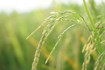 Close-up of wheat growing on field