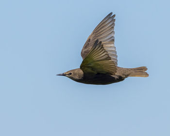 Low angle view of bird flying against clear sky