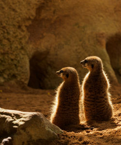 Meerkat on field safari 