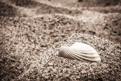 Close-up of seashell on sand at beach