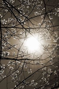 Low angle view of flower tree against sky