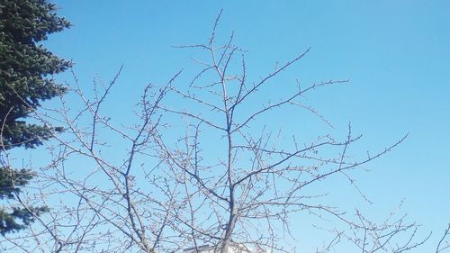 Bare tree branches against clear sky