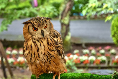 Close-up portrait of owl perching on plant