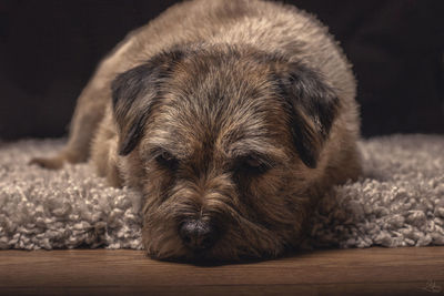 Close-up of dog sleeping