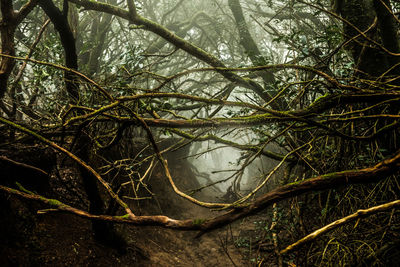 Trees growing in forest