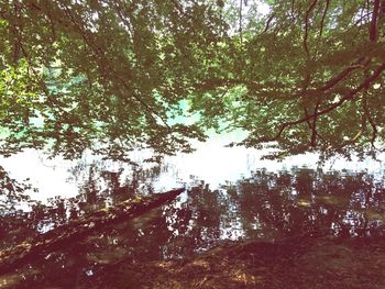 Low angle view of trees in the forest