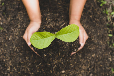 Low section of woman holding plant