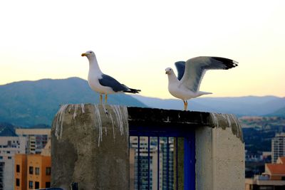 Seagulls perching on retaining wall in city against clear sky during sunset