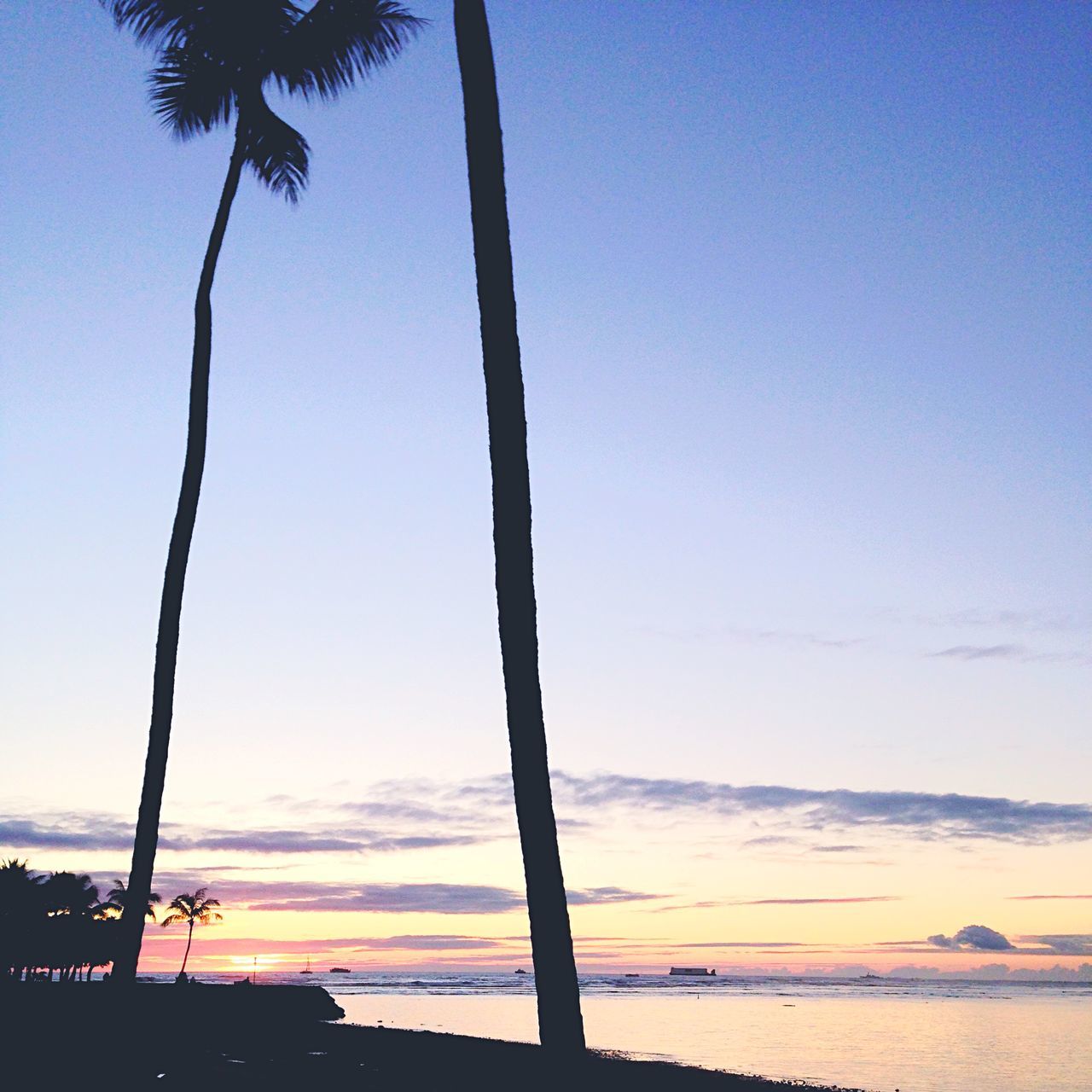 sea, beach, horizon over water, water, tranquility, tranquil scene, scenics, sky, palm tree, shore, beauty in nature, nature, tree, sunset, tree trunk, idyllic, silhouette, sand, blue, outdoors