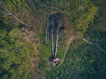 Aerial view of fallen damaged trees in green forest
