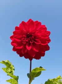 Close-up of red rose against blue sky