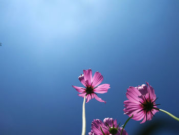 Close-up of pink flowering plants against blue sky