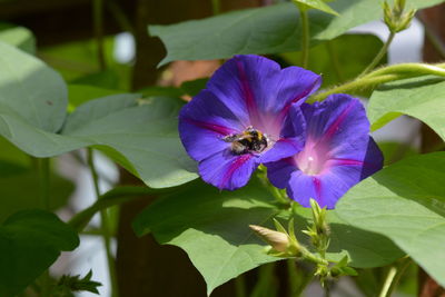 Close-up of purple flowering plant