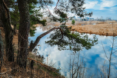 Northern nature in early spring. pine trees on the river bank. eco tourism, calm landscape.