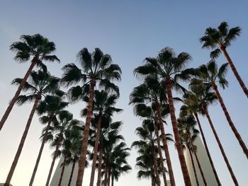 Low angle view of coconut palm trees against sky