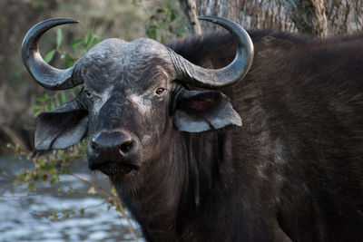 Cape buffalo syncerus caffer at a waterhole on the manyeleti game reserve, south africa