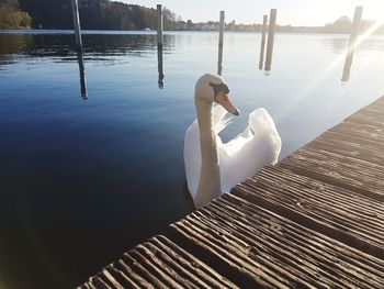 Swan swimming in lake