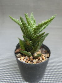 High angle view of succulent plant on table