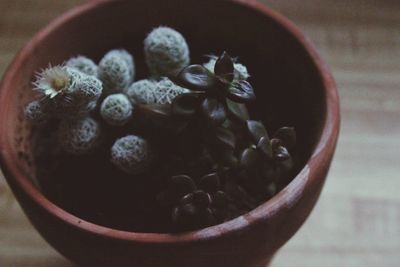 High angle view of plants in bowl