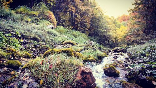 Scenic view of forest