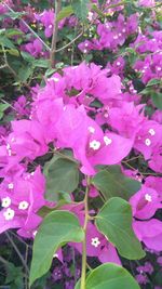 Close-up of pink bougainvillea flowers