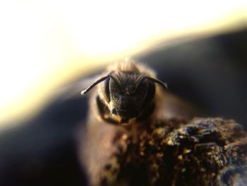 Close-up of bee on rock