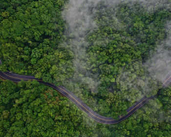 High angle view of road amidst trees in forest